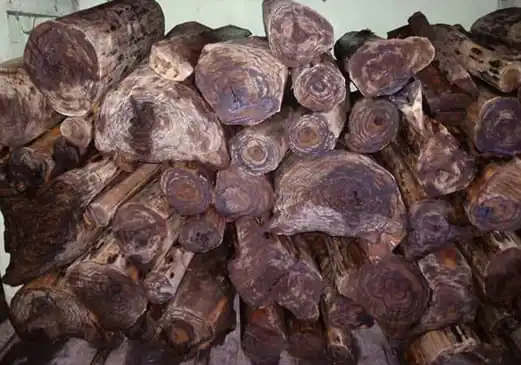 bobot dan tesktur kayu gaharu