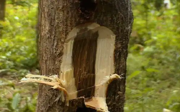 kayu gaharu tahan cuaca