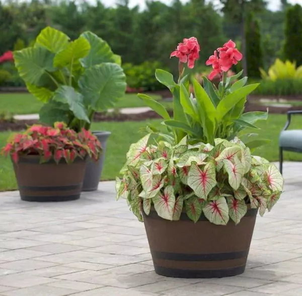 pot besar di taman belakang rumah