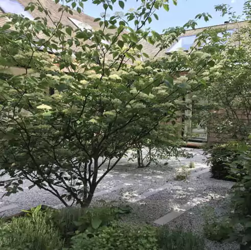 taman belakang rumah dengan pohon buah