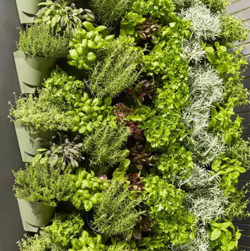 taman belakang rumah dengan tanaman di pot gantung