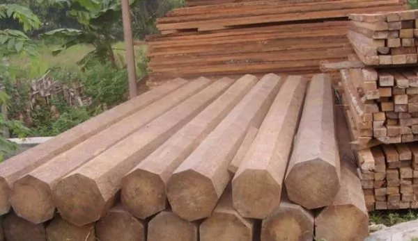 kelebihan dan kekurangan dari kayu jati