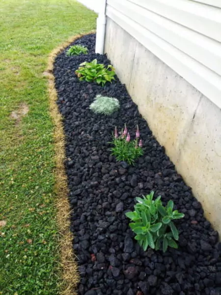 tanaman keci di taman samping rumah 1 meter