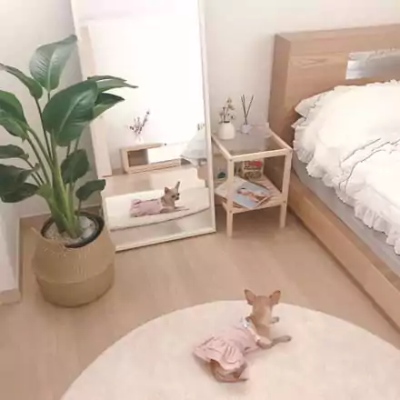 warna cat kamar ala korea - putih