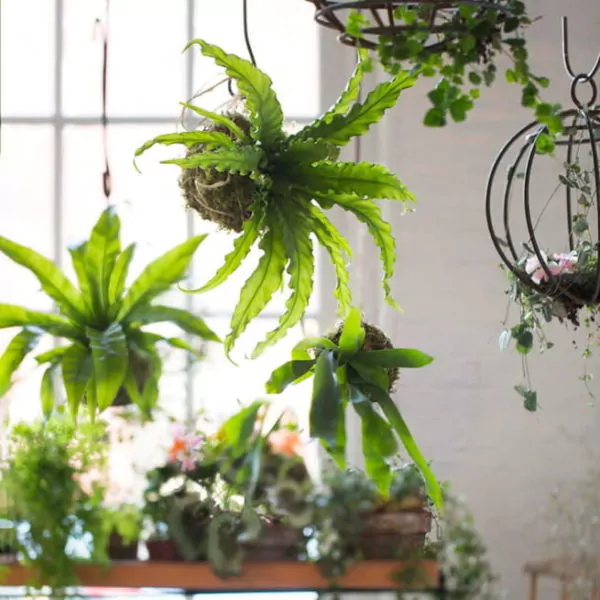 bunga gantung di teras rumah - bird nest fern