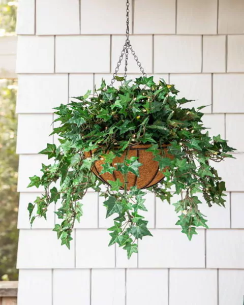 bunga gantung di teras rumah - english ivy