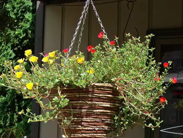 bunga gantung di teras rumah - portulaca