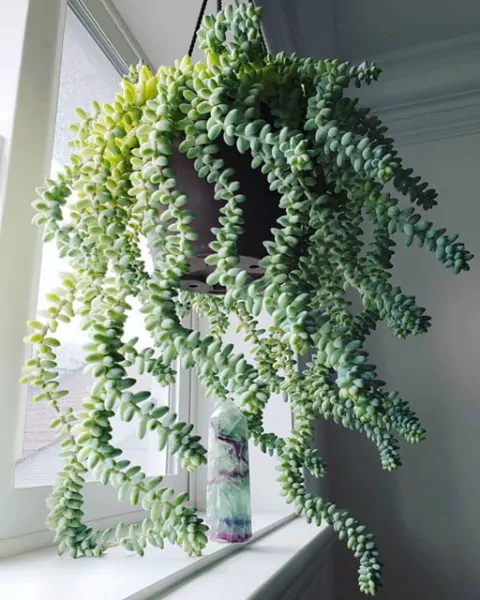 bunga gantung di teras rumah - sedum morganianum
