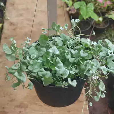 bunga gantung di teras rumah - silver hair