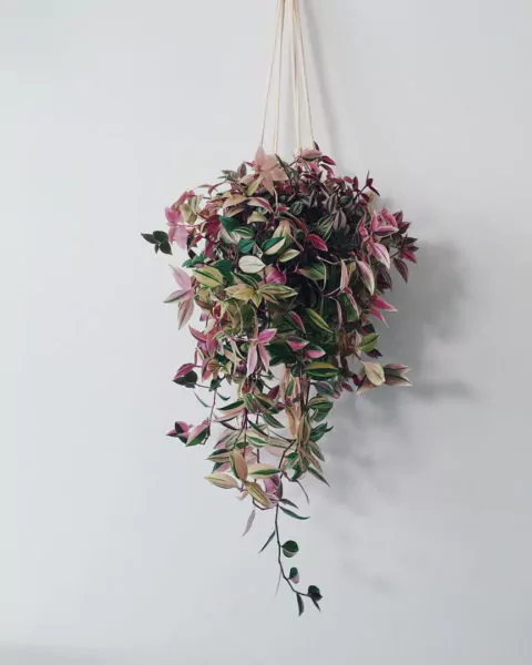 bunga gantung di teras rumah - tradescantia